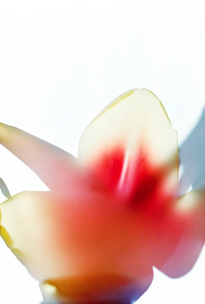 Tulip blossom 2